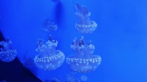クラゲ博物館 水中のクラゲの水泳 ビデオは水族館のガラスを通して撮影されました 水中生活 海の水族館の青い背景にクラゲ — ストック動画