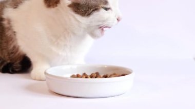 Kediler için kuru yiyecek. Evcil kedi beyaz bir kaseden besleyici yiyecekler yer. Kedi iştah açıcı bir şekilde beyaz arka planda kuru yiyecekler yer. Evcil hayvanlar için dengeli beslenme
