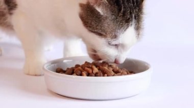 Kediler için kuru yiyecek. Evcil kedi beyaz bir kaseden besleyici yiyecekler yer. Kedi iştah açıcı bir şekilde beyaz arka planda kuru yiyecekler yer. Evcil hayvanlar için dengeli beslenme