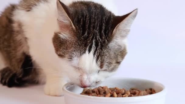Torrfoder För Katter Tamkatt Äter Näringsrik Mat Från Vit Skål — Stockvideo