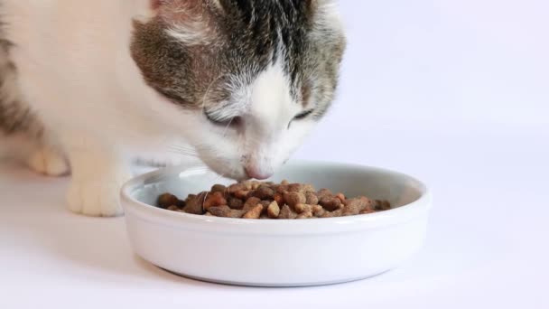 Torrfoder För Katter Tamkatt Äter Näringsrik Mat Från Vit Skål — Stockvideo