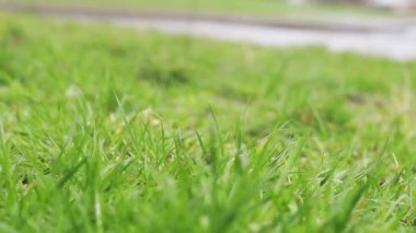 Yağmurda çimen. Kesilmemiş yeşil çimenler, yakın çekim, seçici odaklanma. Bahar yağmuru, doğa, detaylar