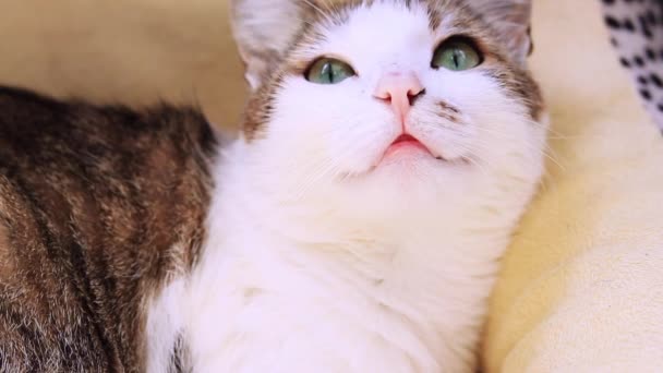Νυσταγμένη Γάτα Κρεβάτι Γάτας Κοντινό Πλάνο Της Κάννης Μιας Γάτας — Αρχείο Βίντεο