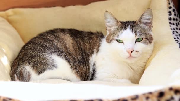 睡猫躺在猫床上 家养宠物 房子里的小猫咪 — 图库视频影像
