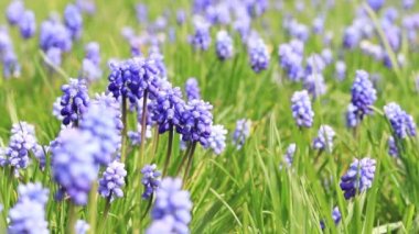 Muscari çiçekleri. Çimlerin arasında güzel mavi çiçekler. Açık, güneşli bir havada bahar mavisi çiçekler. Doğa