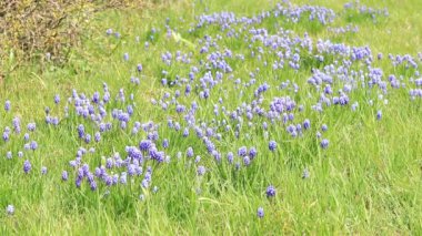 Muscari çiçekleri. Çimlerin arasında güzel mavi çiçekler. Açık, güneşli bir havada bahar mavisi çiçekler. Doğa