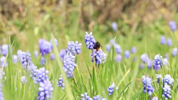 Pszczoła Wśród Wiosennych Kwiatów Bliska Muscari Kwiaty Piękne Niebieskie Kwiaty — Wideo stockowe