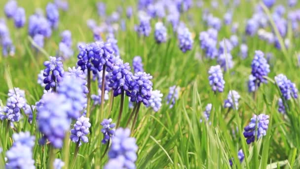 Muscari Kwiaty Piękne Niebieskie Kwiaty Wśród Trawy Wiosna Niebieskie Kwiaty — Wideo stockowe