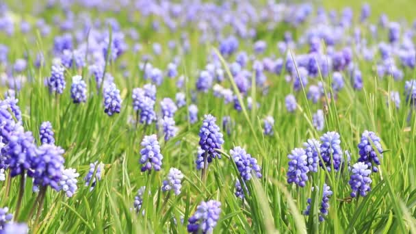 Muscari Kwiaty Piękne Niebieskie Kwiaty Wśród Trawy Wiosna Niebieskie Kwiaty — Wideo stockowe