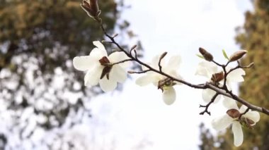 Rüzgarda uçuşan beyaz manolya çiçekleri. Parkta baharda çiçek açan ağaç. Baharda büyük manolya çiçekleri