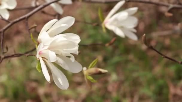 Flores Brancas Magnólia Vento Árvore Florescente Primavera Parque Grandes Flores — Vídeo de Stock