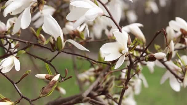 Flores Blancas Magnolia Viento Árbol Floreciente Primavera Parque Flores Grandes — Vídeo de stock