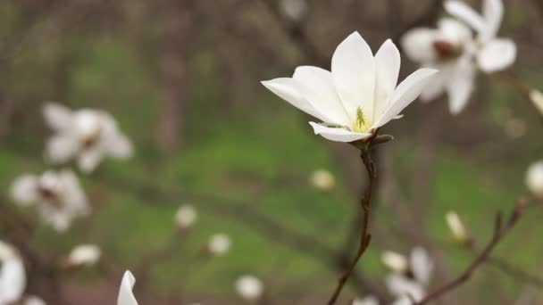 Vit Magnolia Blommar Vinden Blommande Träd Våren Parken Stora Magnolia — Stockvideo