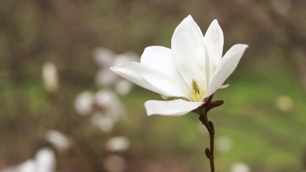 白色的木兰花在风中飘扬 公园里盛开的树 春天的大木兰花 — 图库视频影像