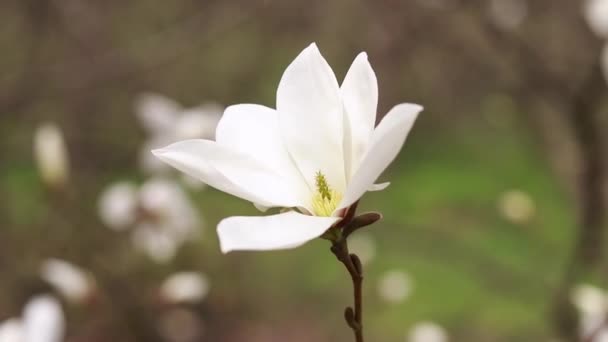 Fiori Magnolia Bianca Nel Vento Albero Fiorito Primavera Nel Parco — Video Stock