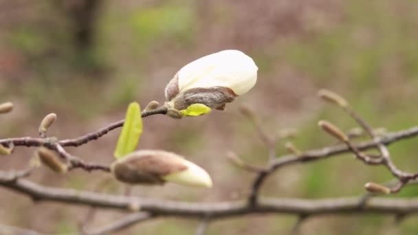 Magnoliablommor Selektivt Fokus Blommande Vitt Magnoliaträd Blommande Träd Våren Parken — Stockvideo