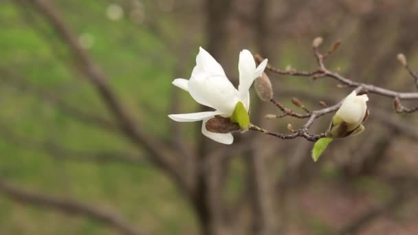 Vit Magnolia Blommar Vinden Blommande Träd Våren Parken Stora Magnolia — Stockvideo