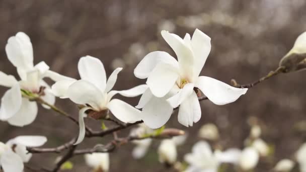 Flores Blancas Magnolia Viento Árbol Floreciente Primavera Parque Flores Grandes — Vídeos de Stock