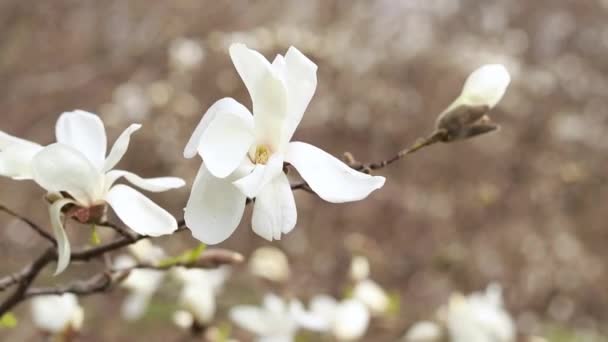 Λευκά Λουλούδια Μανόλια Στον Άνεμο Ένα Ανθισμένο Δέντρο Την Άνοιξη — Αρχείο Βίντεο