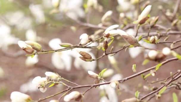 Buds Magnolia Flowers Selective Focus Blooming White Magnolia Tree Flowering — Stock Video