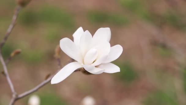 Λευκά Λουλούδια Μανόλια Στον Άνεμο Ένα Ανθισμένο Δέντρο Την Άνοιξη — Αρχείο Βίντεο