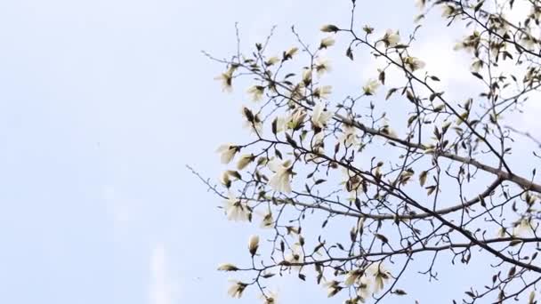Kwitnące Białe Drzewo Magnolii Pod Niebem Kwitnące Drzewo Wiosną Parku — Wideo stockowe