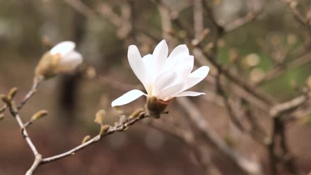 Magnolia Blanc Fleurit Dans Vent Arbre Fleurs Printemps Dans Parc — Video
