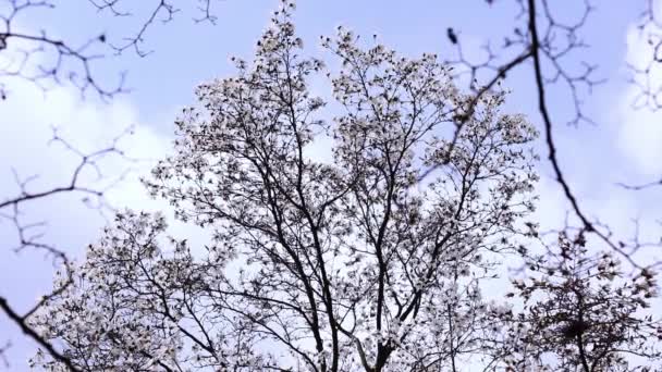 Virágzó Fehér Magnólia Felé Virágzó Tavasszal Parkban Alulról Felfelé — Stock videók
