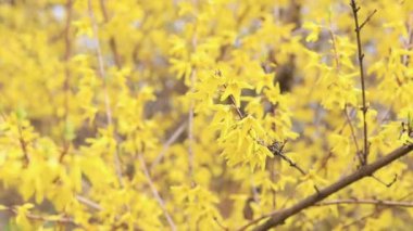 Forsythia 'da. Parkta parlak çiçekli sarı bir çalı. Sarı çiçekler kapanıyor. İlkbaharda çiçek açan dal, seçici odak