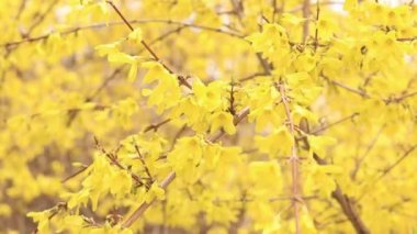 Forsythia 'da. Parkta parlak çiçekli sarı bir çalı. Sarı çiçekler kapanıyor. İlkbaharda çiçek açan dal, seçici odak