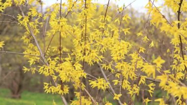 Forsythia 'da. Parkta parlak çiçekli sarı bir çalı. Sarı çiçekler kapanıyor. İlkbaharda çiçek açan dal, seçici odak