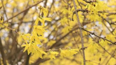 Forsythia 'da. Parkta parlak çiçekli sarı bir çalı. Sarı çiçekler kapanıyor. İlkbaharda çiçek açan dal, seçici odak
