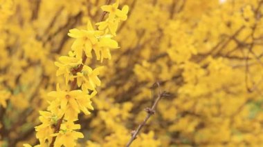 Forsythia 'da. Parkta parlak çiçekli sarı bir çalı. Sarı çiçekler kapanıyor. İlkbaharda çiçek açan dal, seçici odak