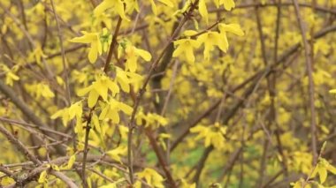 Forsythia 'da. Parkta parlak çiçekli sarı bir çalı. Sarı çiçekler kapanıyor. İlkbaharda çiçek açan dal, seçici odak