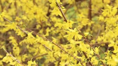 Forsythia 'da. Parkta parlak çiçekli sarı bir çalı. Sarı çiçekler kapanıyor. İlkbaharda çiçek açan dal, seçici odak