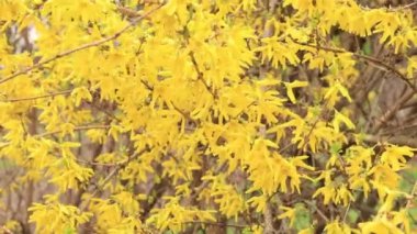 Forsythia 'da. Parkta parlak çiçekli sarı bir çalı. Sarı çiçekler kapanıyor. İlkbaharda çiçek açan dal, seçici odak