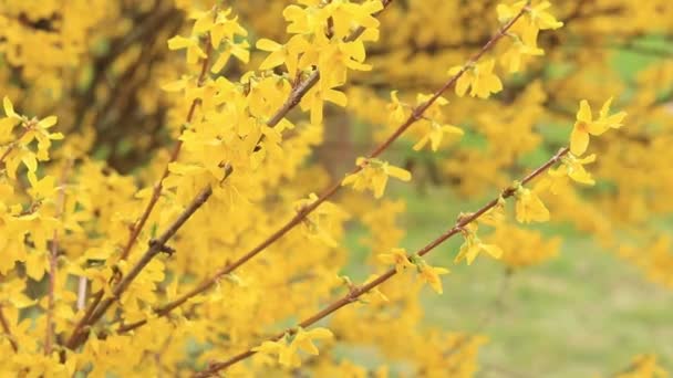 Forsizia Arbusto Giallo Brillante Fioritura Nel Parco Fiori Gialli Vicino — Video Stock