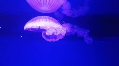 Mavi arka planda denizanası, yakın plan. Denizanası Müzesi. Uzun kuyruklu güzel bir denizanası. Omurgasız deniz hayvanı