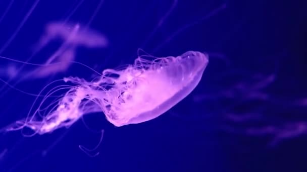 青い背景にクラゲ クローズアップ クラゲ博物館 尾が長い美しいクラゲ 脊椎動物の海洋動物 — ストック動画
