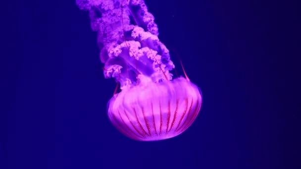 用粉色背光在水族馆慢慢游水母 水母长尾巴蓝色背景 无脊椎动物海洋动物 — 图库视频影像