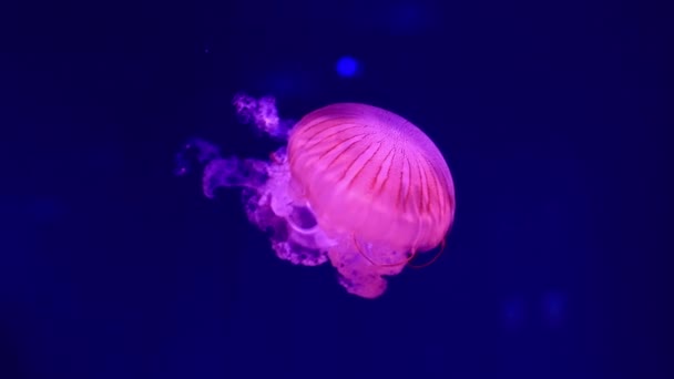 Pomalu Plavání Medúzy Akváriu Růžovým Podsvícením Medúza Dlouhým Ocasem Modrém — Stock video