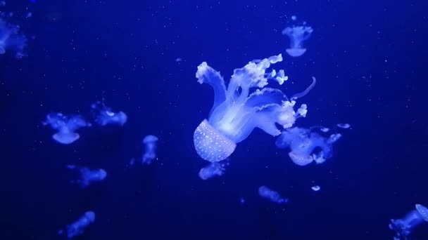 蓝底水母 水母博物馆 一条长尾巴的美丽的水母 无脊椎动物海洋动物 — 图库视频影像