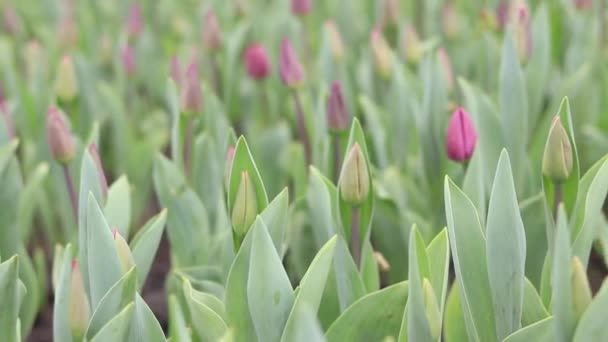 Kousky Růžových Tulipánů Zblízka Mýtina Tulipánů Jaře Květinové Záhony Květiny — Stock video