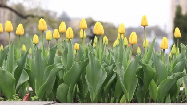 市内の黄色のチューリップ 春に黄色いチューリップが咲く街の路地 天気の良い日に花壇 — ストック動画