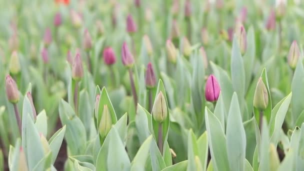 Brotes Tulipanes Rosados Cerca Glade Tulipanes Primavera Lecho Flores Flores — Vídeo de stock