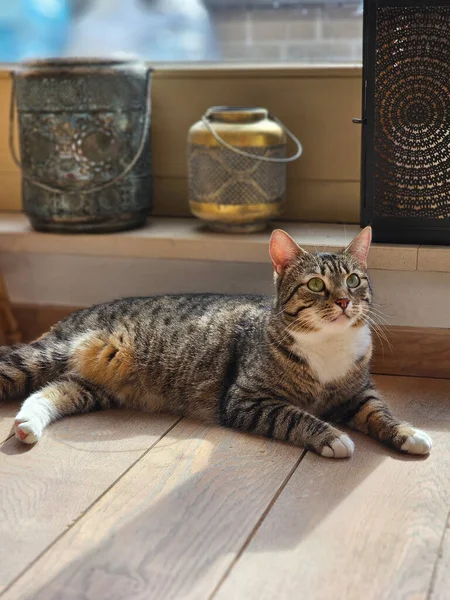 Kedi Yerde Yatar Sıcak Bir Atmosferde Evcil Bir Hayvan Güzel — Stok fotoğraf