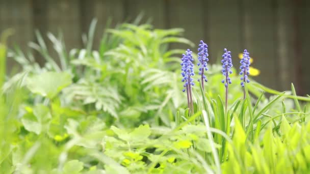 Wiosną Niebieskie Kwiaty Kwiaty Rośliny Bliska Przyroda — Wideo stockowe