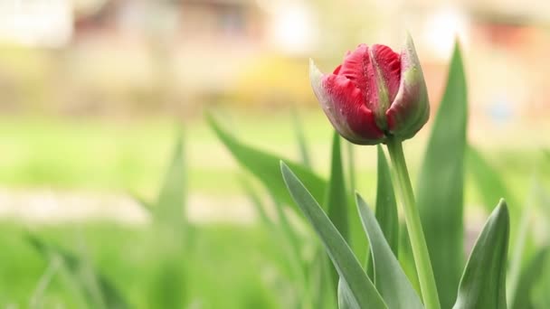 Knospe Einer Roten Tulpe Nahaufnahme Links Leerer Raum Blumen Frühling — Stockvideo