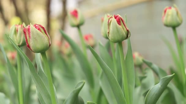 Σκουλαρίκια Κόκκινες Τουλίπες Κοντά Παρτέρι Λουλούδια Την Άνοιξη Φύση Στην — Αρχείο Βίντεο