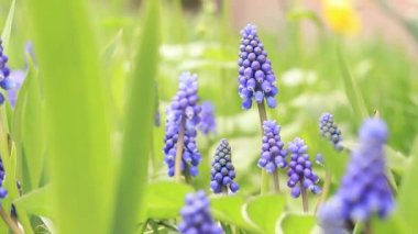 Bahar mavisi çiçekler kapanıyor. Doğa ayrıntılarda gizlidir. Baharda çiçekler güneşli havada